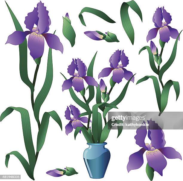 620 Ilustraciones de Iris Flor - Getty Images 620 Ilustraciones de Iris Flor - Getty Images