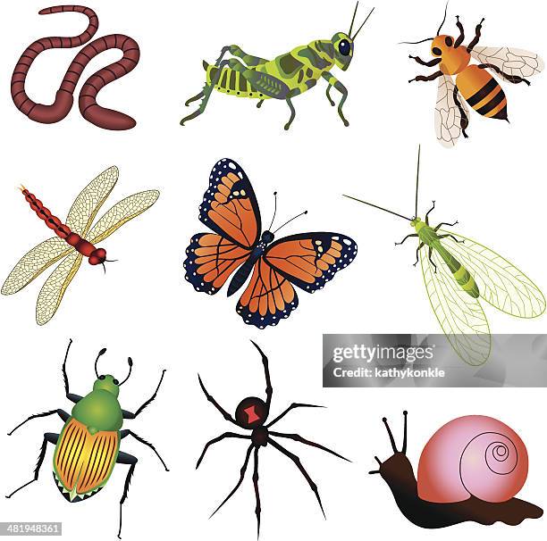 garden insects and creatures - grasshopper stock illustrations