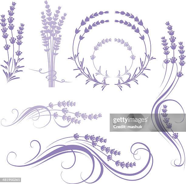 lavender - violet flower stock illustrations