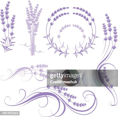 Lavender Lavender