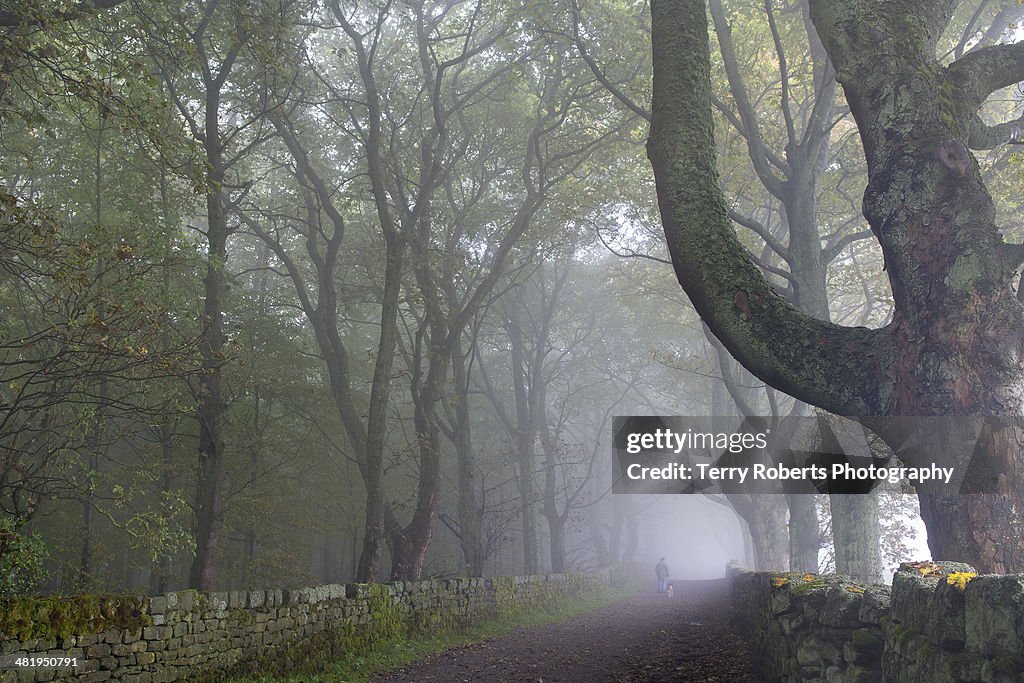 The misty lane, October