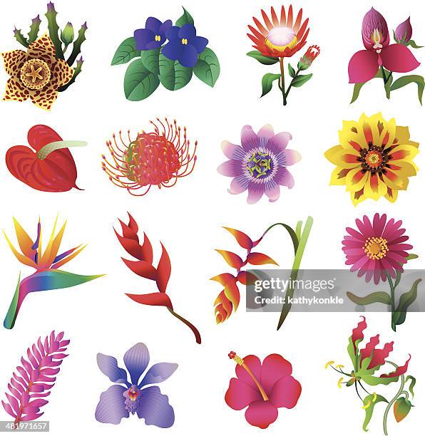 ilustraciones, imágenes clip art, dibujos animados e iconos de stock de flores tropicales - orquidea