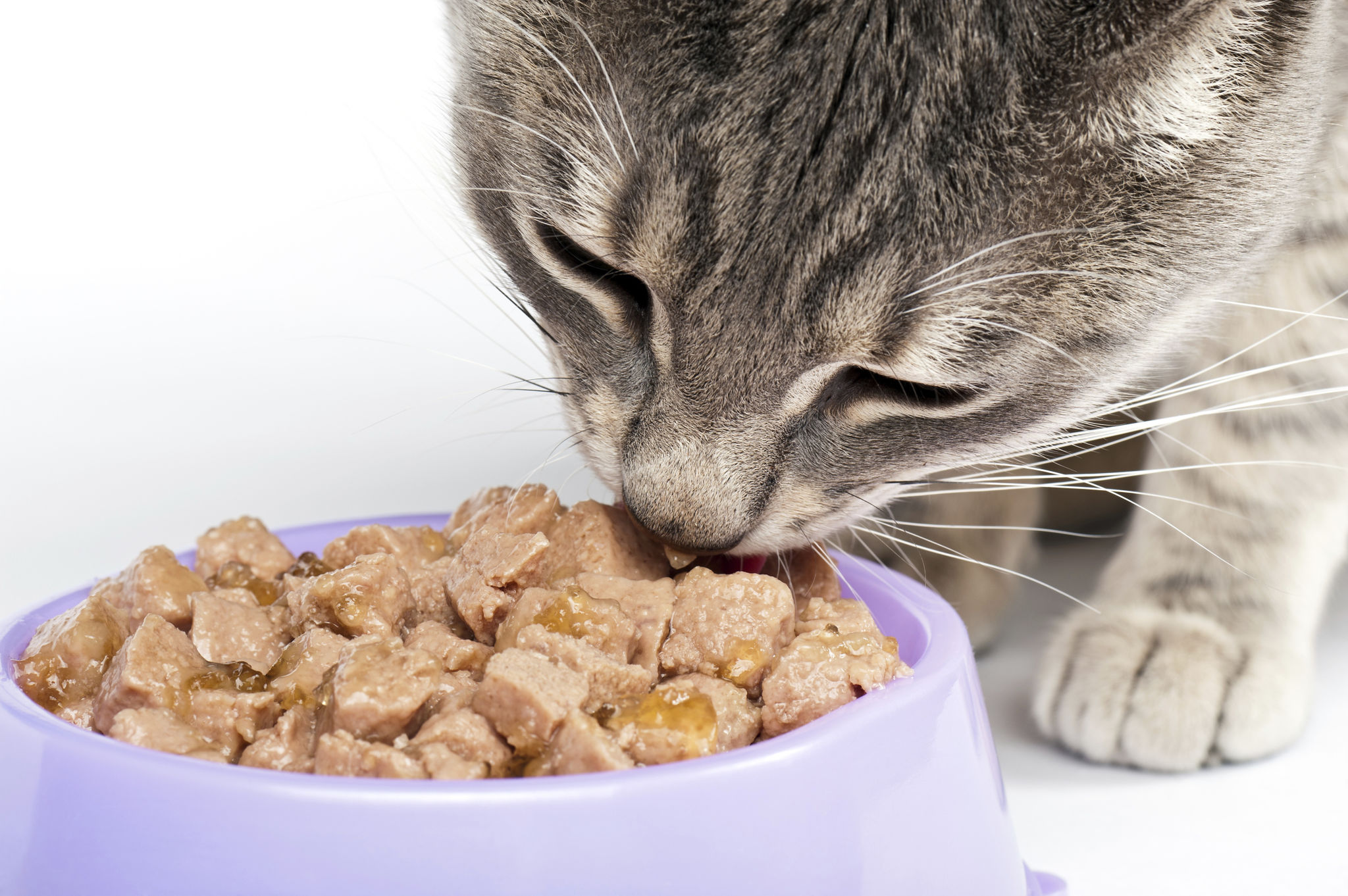 Cat Eating Cat Eating