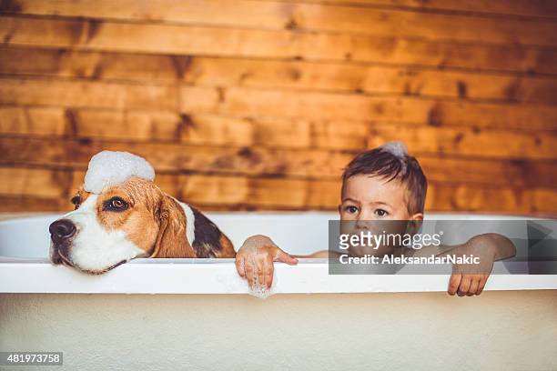 we are clean! - dog bath stock pictures, royalty-free photos & images