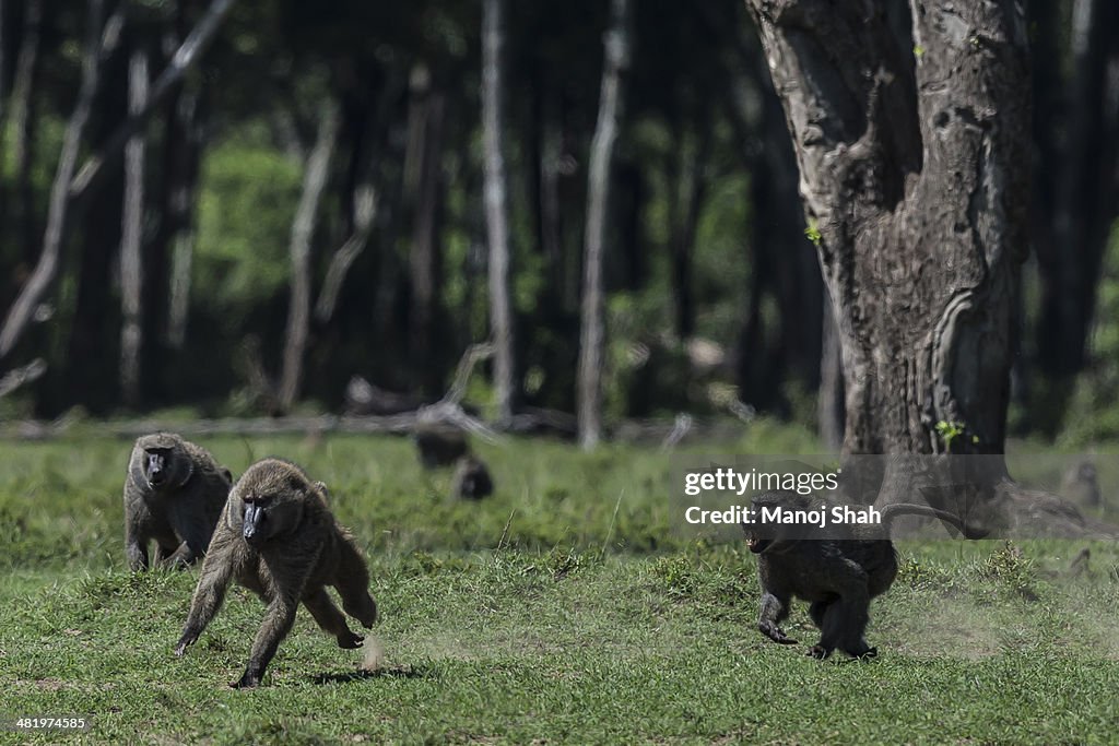 Male baboons