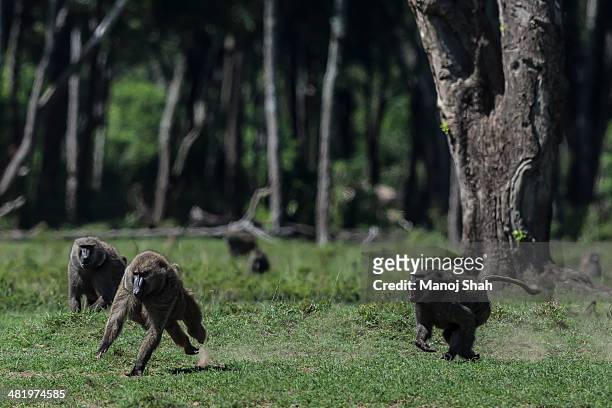 male baboons - angry monkey stock pictures, royalty-free photos & images