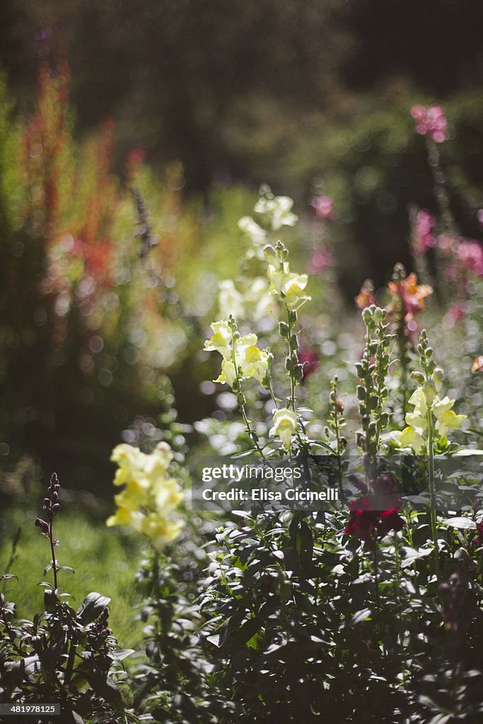 Snapdragons