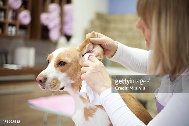 cleaning dog ears - ear stockfoto's en -beelden