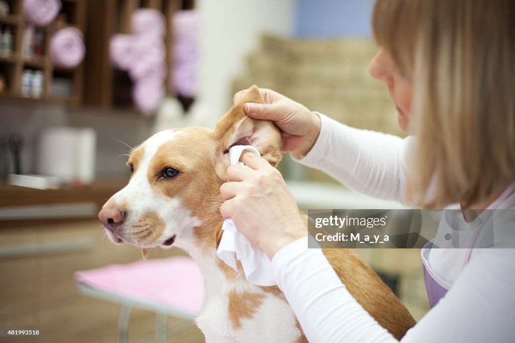 Cleaning dog ears