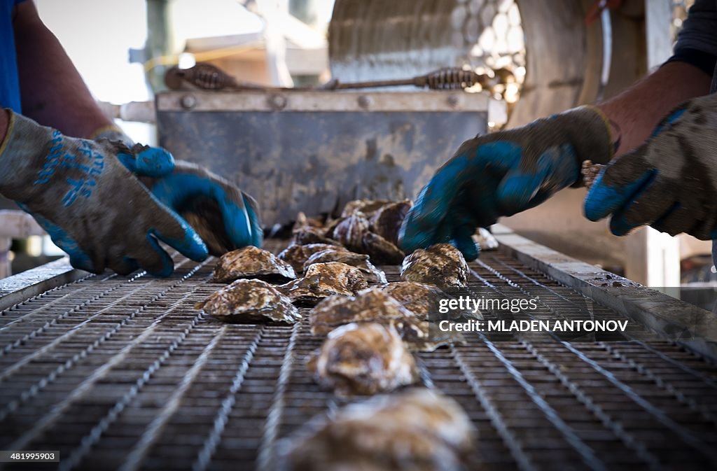 US-ENVIRONMENT-GASTRONOMY-OYSTERS