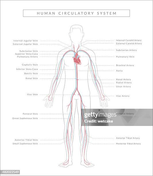 illustrazioni stock, clip art, cartoni animati e icone di tendenza di sistema circolatorio, per il diagramma - human artery