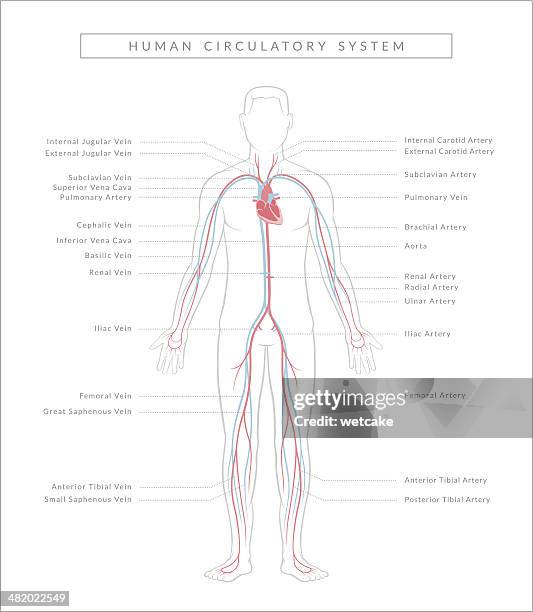 circulatory system, diagram - cardiovascular system with labels stock illustrations