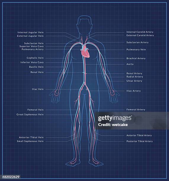 ilustraciones, imágenes clip art, dibujos animados e iconos de stock de human sistema circulatorio - flujo sanguíneo