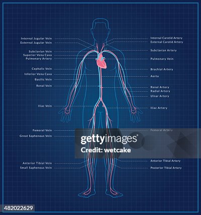 Human Circulatory System High Biology Diagrams