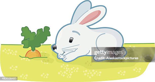 cute rabbit with carrot. - eating carrot stock illustrations