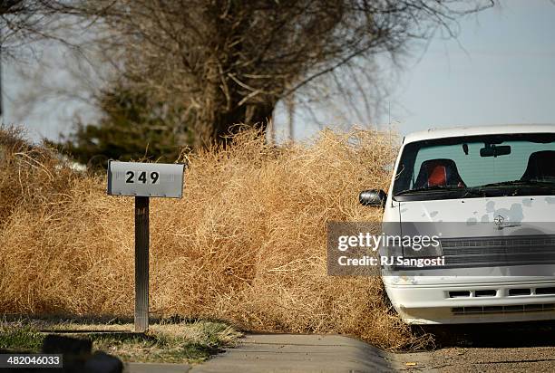 High winds piled up tumbleweeds in Springfield, Monday, March 31, 2014. Years of drought in southeast Colorado is causing Russian Thistle to grow out...