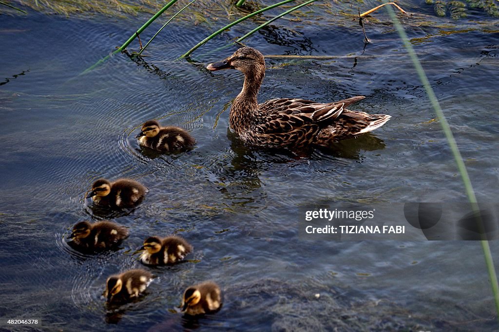 ITALY-ANIMAL