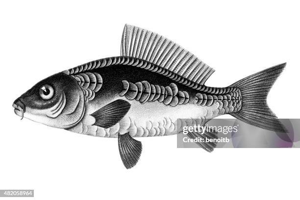 common carp - carp river stock illustrations