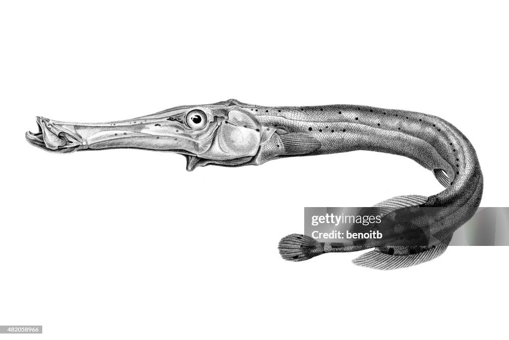 Trumpetfish