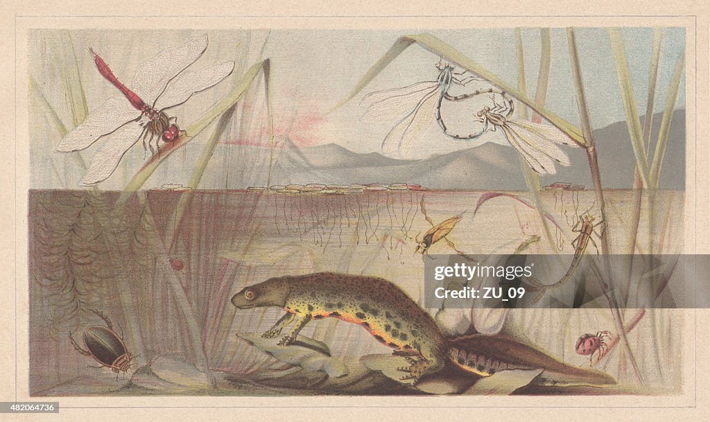 Aquatic Insekten, Lithographie, veröffentlicht der 1868