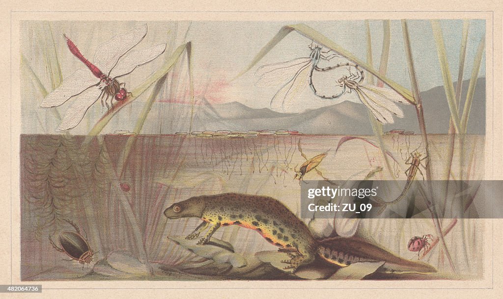 Aquatic insetos, litografia, publicado em 1868