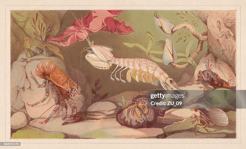 Crustaceans, lithograph, published in 1868
