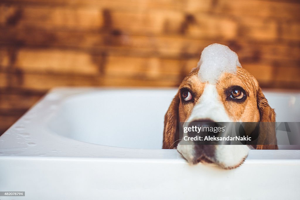 Perro Beagle tener un baño