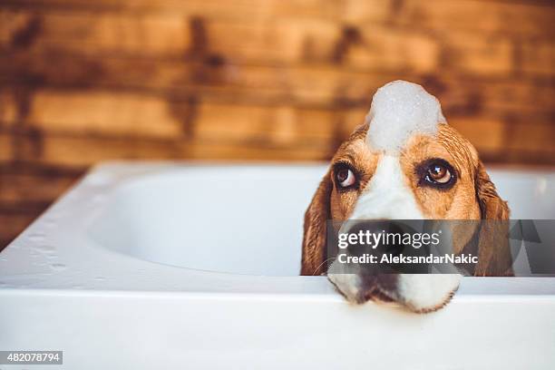 beagle dog having a bath - beagle stock pictures, royalty-free photos & images