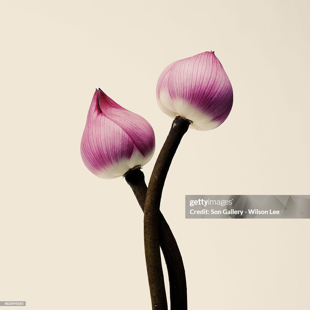 Pink flower