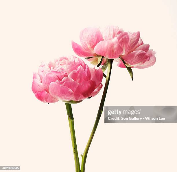 pink blossom - plant stem stock pictures, royalty-free photos & images