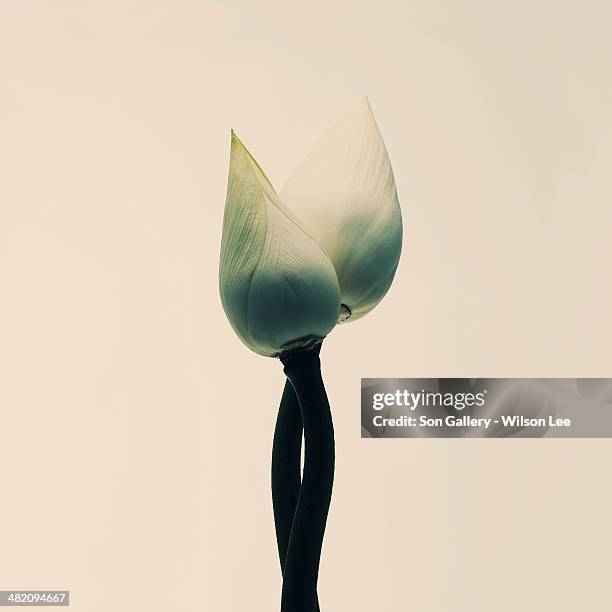 white flower blossom - knop plant stage stockfoto's en -beelden