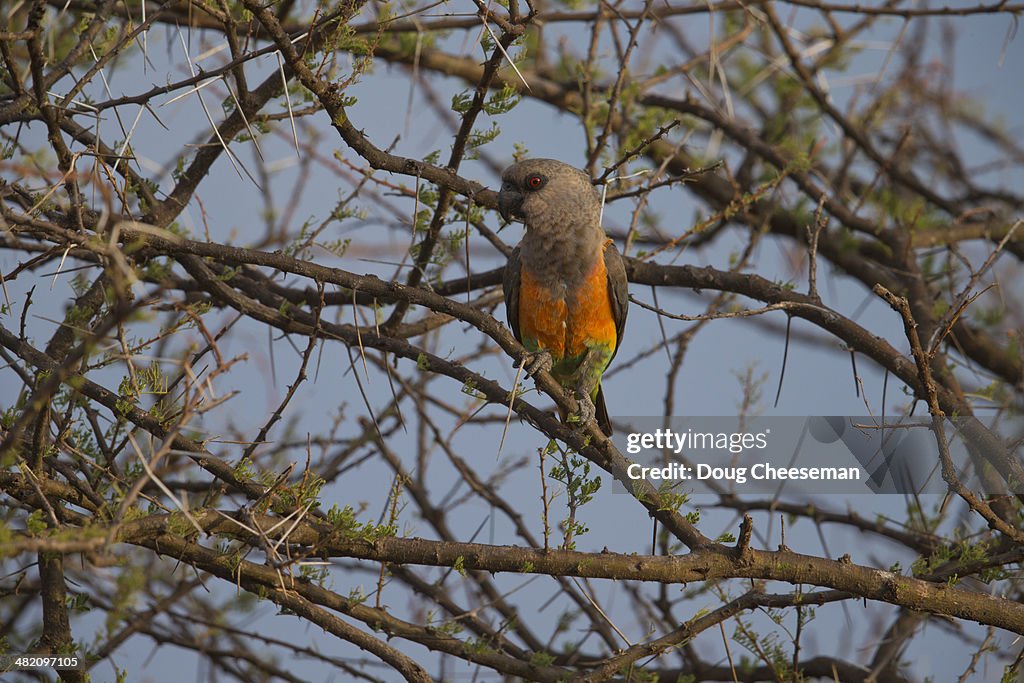 Orange bellied Parrot