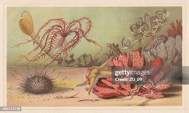 ilustraciones, imágenes clip art, dibujos animados e iconos de stock de equinodermo, lithograph, publicado en 1868 - scyphocrinites elegans