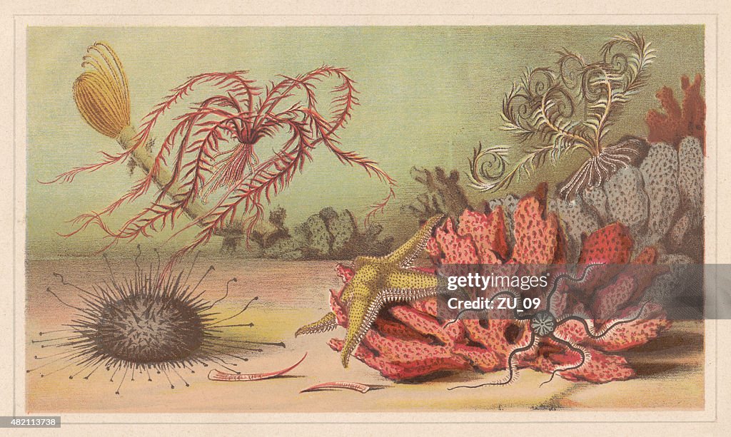 Echinoderm, lithograph, published in 1868