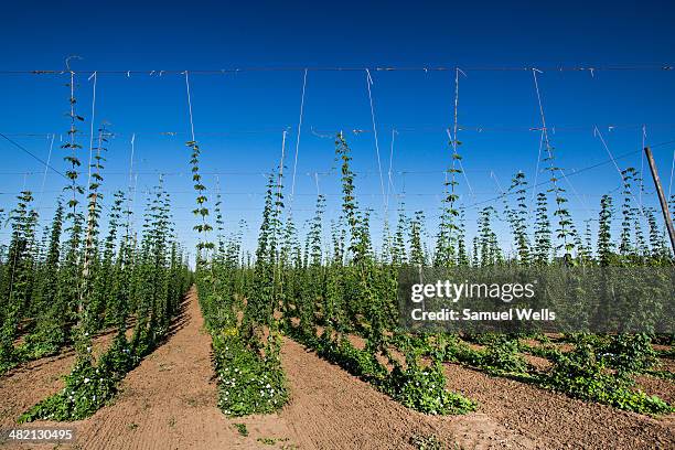 oregon hopp farm during the summer of 2013 - hopp stock pictures, royalty-free photos & images