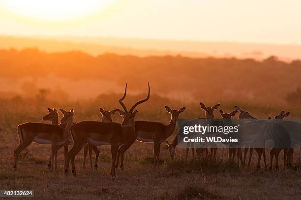 impala at dawn - impala stockfoto's en -beelden