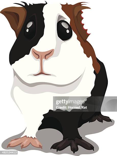 guinea pig - at the vet - guinea pig vector stock illustrations