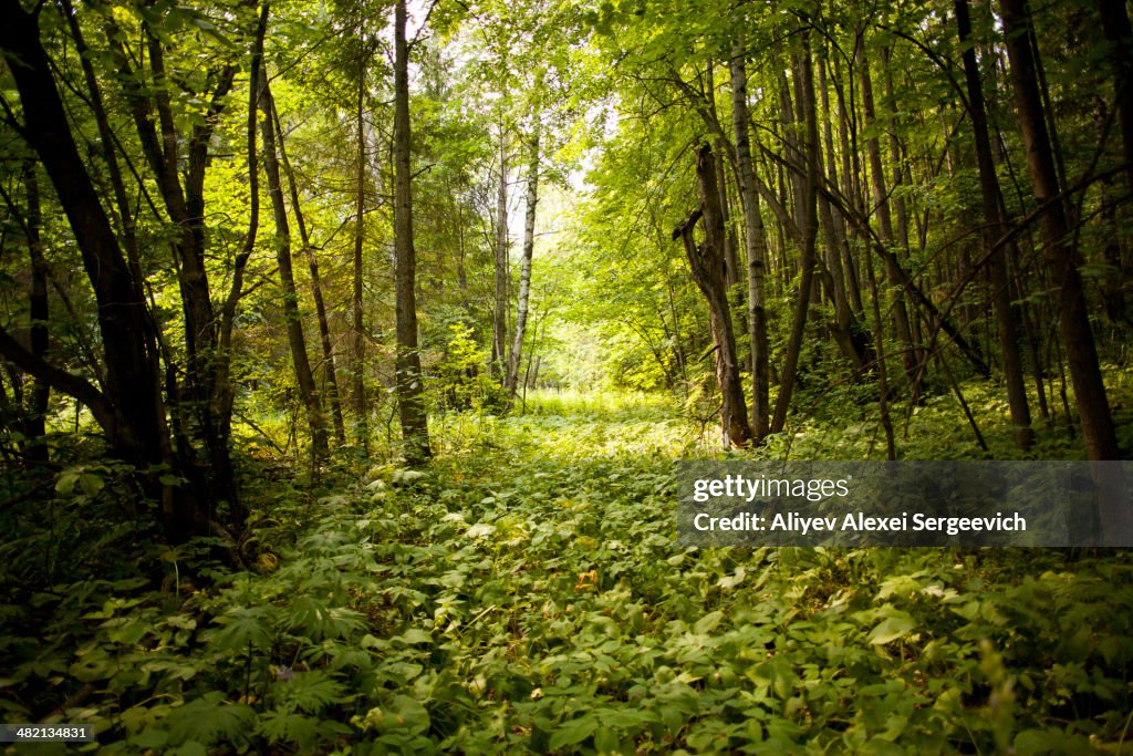 Green forest floor in rural landscape