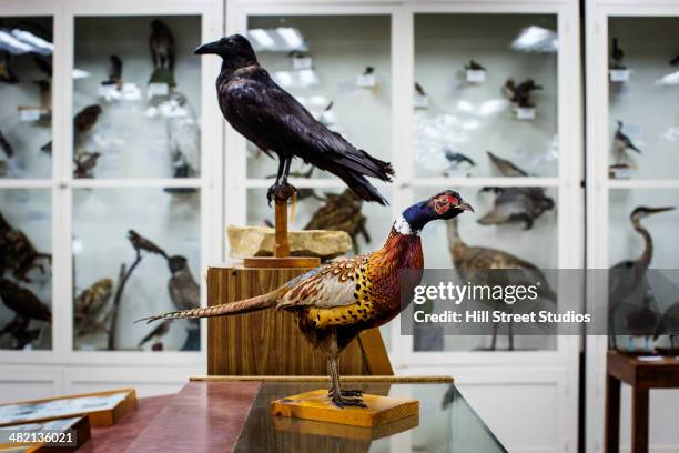 stuffed birds in natural history museum - contenedor de muestras fotografías e imágenes de stock
