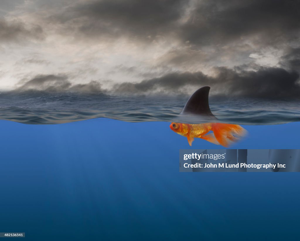 Goldfish with shark's fin swimming underwater