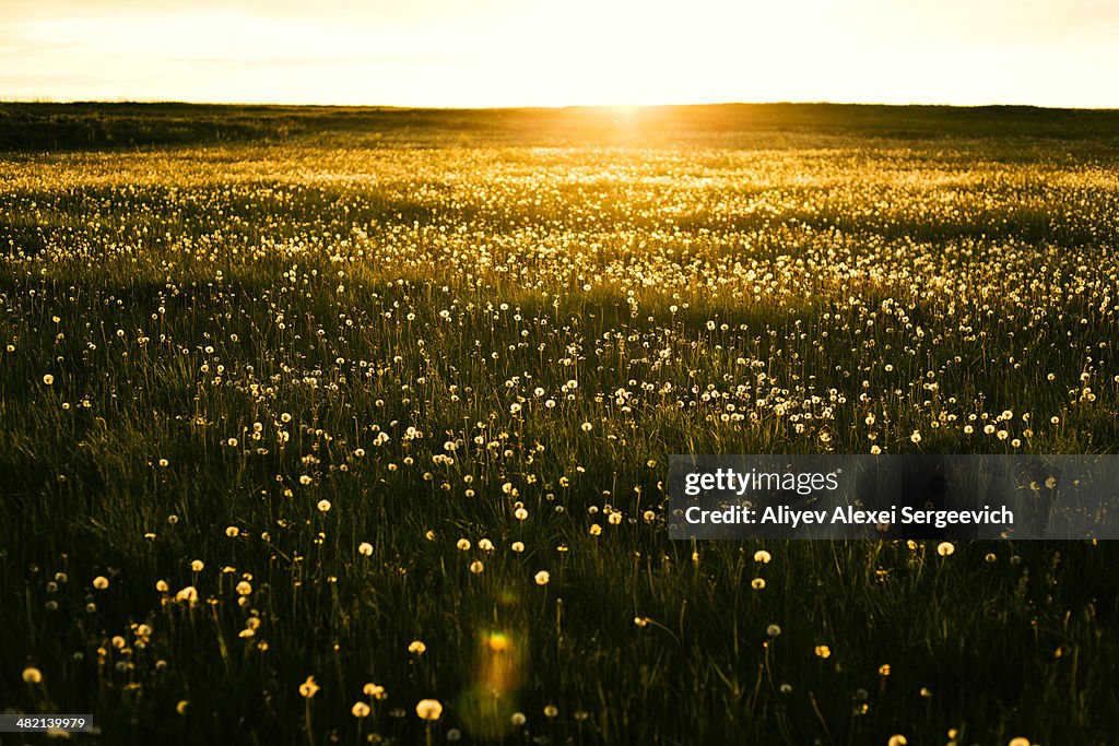 Sun rising over field of flowers