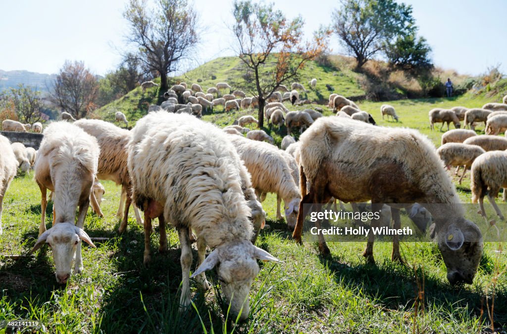 Sheep grazing in rural pasture