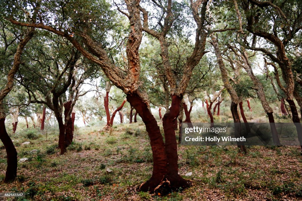 Olive trees growing in rural field