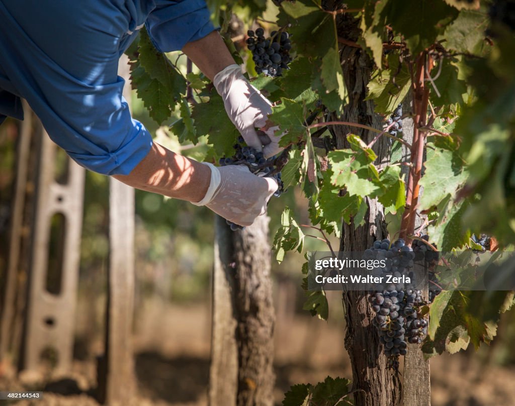 Farmer examining grapes in vineyard