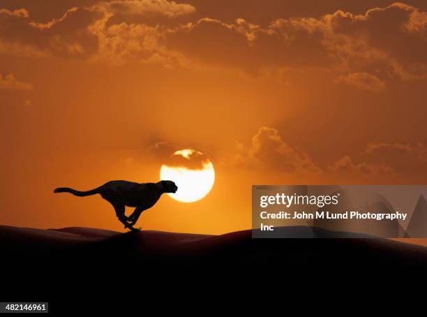 silhouette of cheetah running in desert - cheetah stock pictures, royalty-free photos & images