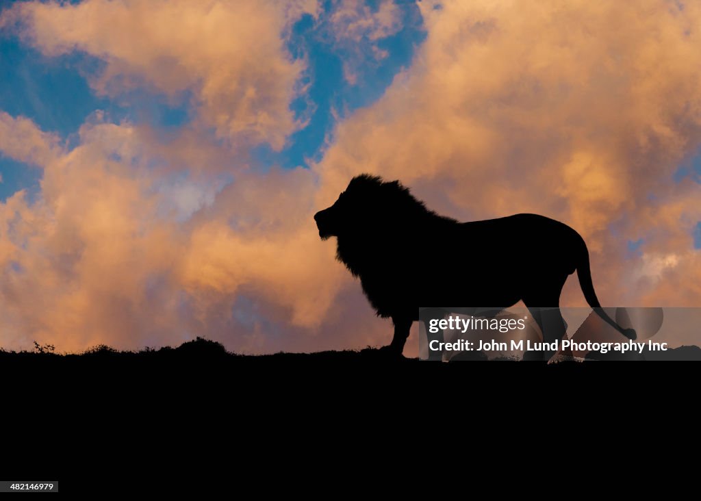 Silhouette of lion against blue sky and clouds