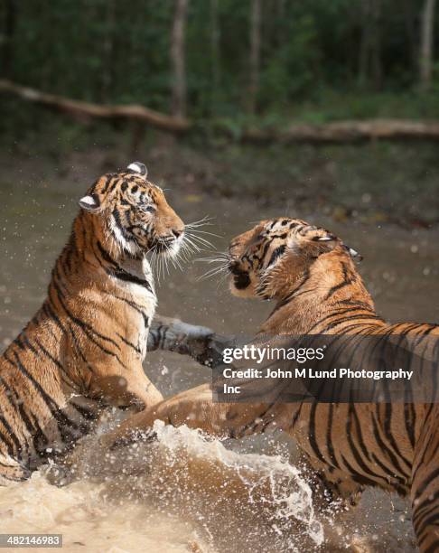 tigers fighting in water - angry wet cat stock pictures, royalty-free photos & images