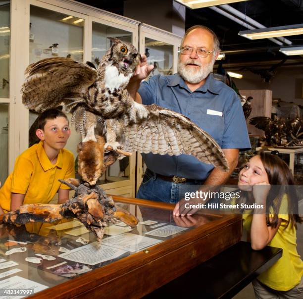 caucasian man working with specimens in natural history museum - curator fotografías e imágenes de stock