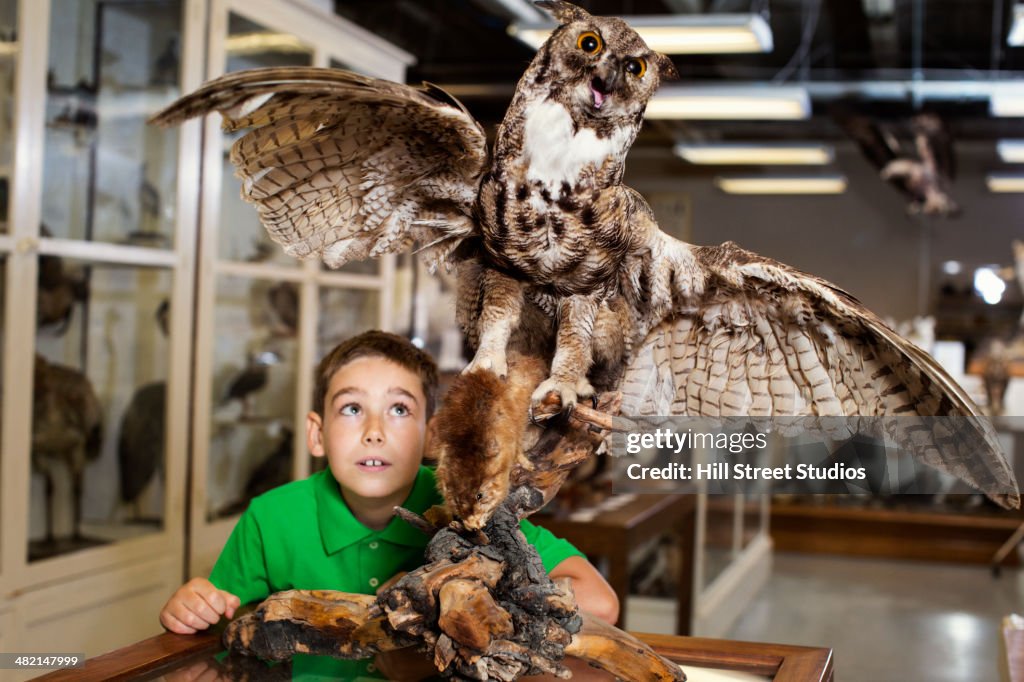 Caucasian boy examining owl specimen in museum