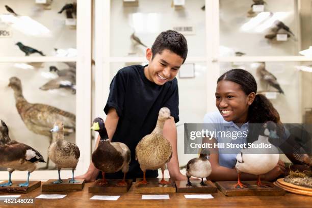 children examining stuffed ducks in museum - museum awe stock pictures, royalty-free photos & images